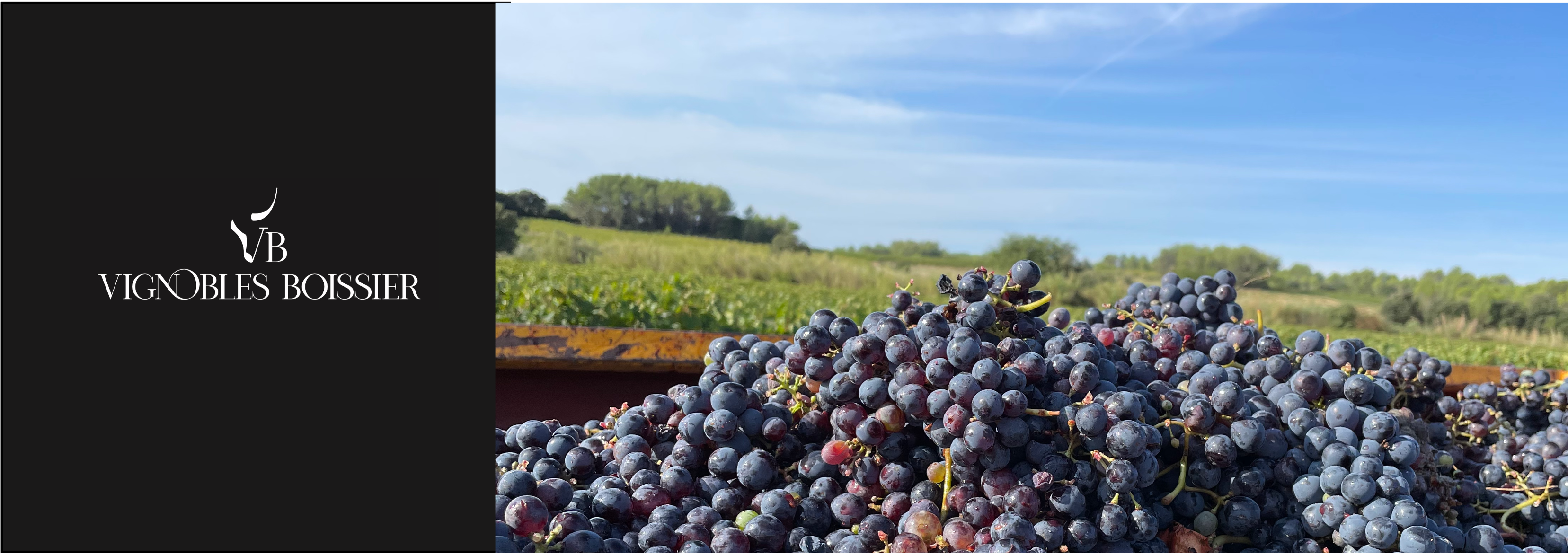 Raisins du Vignobles Boissier